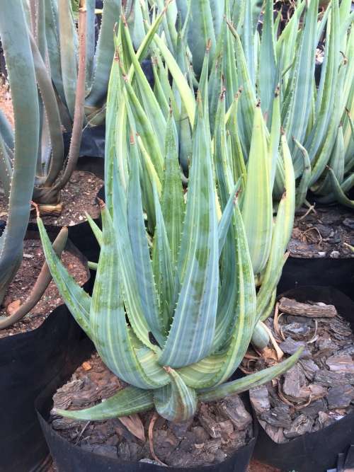 Aloe castanea VARIEGATED