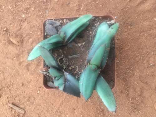 3 x Aloe lutescens