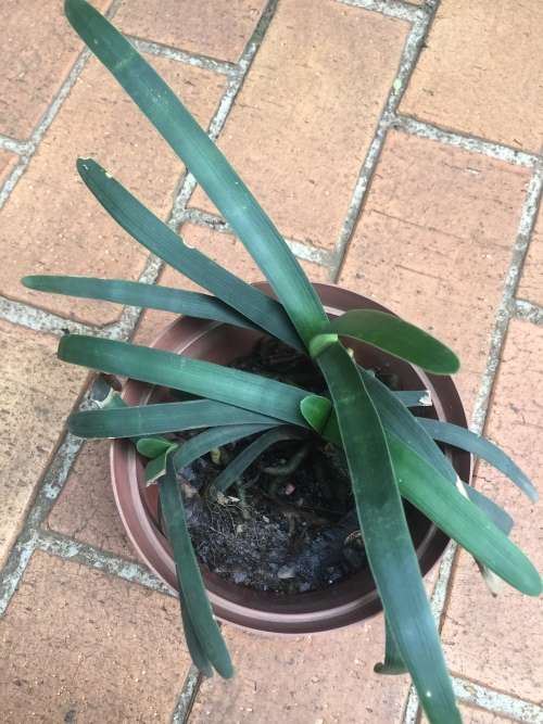 4 x Clivia nobilis seedlings