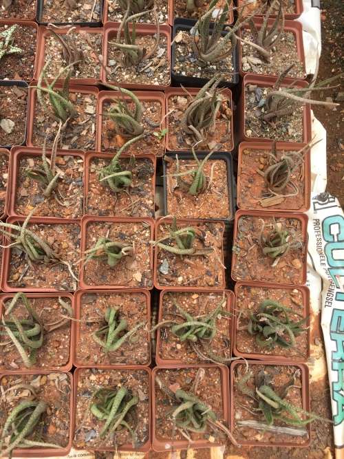 Aloe albiflora (White flowering Aloe)