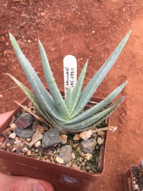 Aloe vacillans