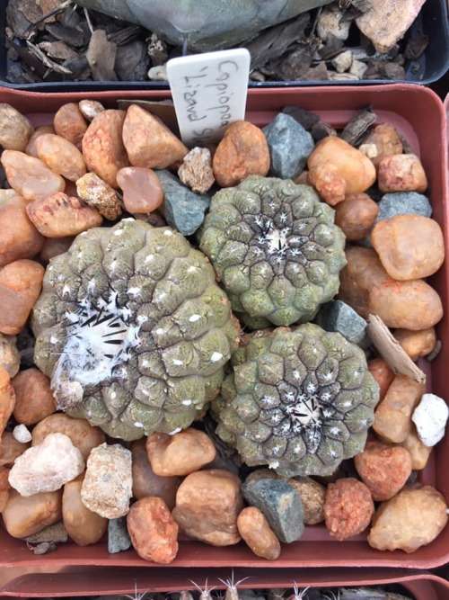 Copiapoa hypogaea 'Lizard Skin' seedlings