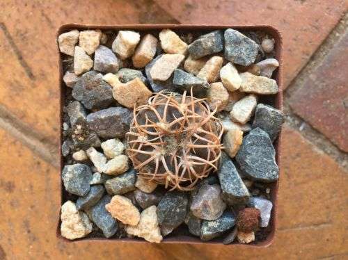 Gymnocalycium spegazzinii 'robust spines' seedlings