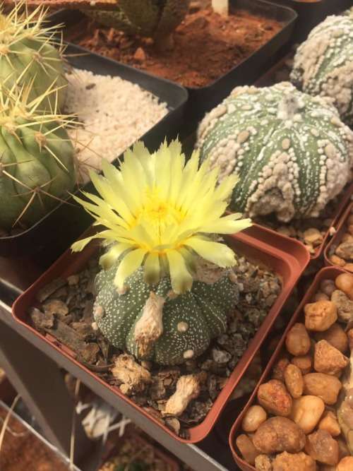 Astrophytum asterias var. nudum hybrids (mature plants)
