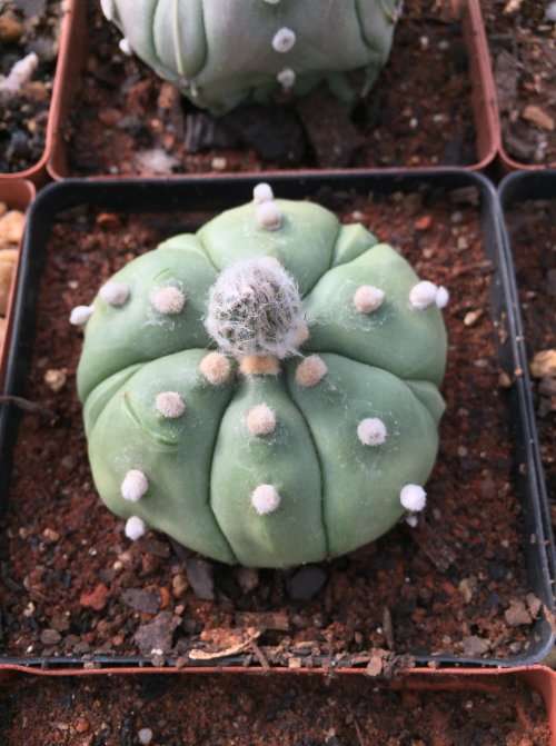 Astrophytum asterias var. nudum hybrids (mature plants)