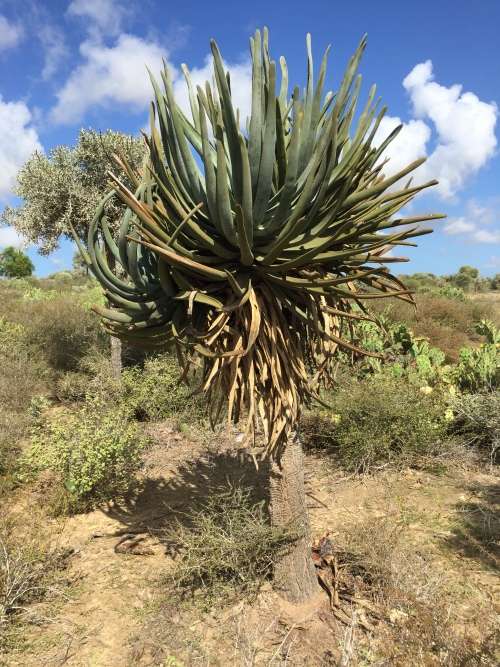 Aloe suzannae (fresh habitat seeds)