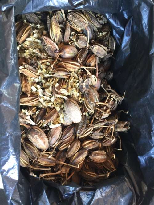 Aloe suzannae (fresh habitat seeds)