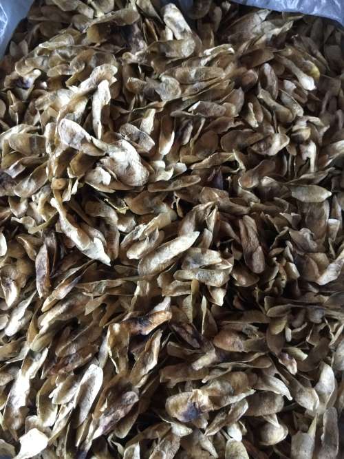Aloe suzannae (fresh habitat seeds)