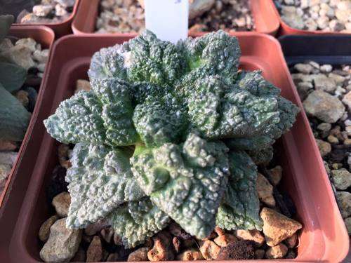 40 x Ariocarpus fissuratus cv. Godzilla hybrid seeds (fresh seeds)