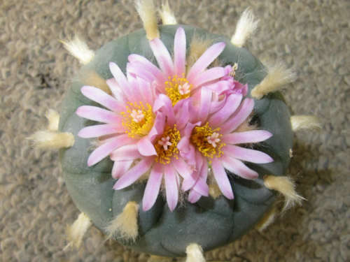 50 x Lophophora fricii seeds (fresh seeds)