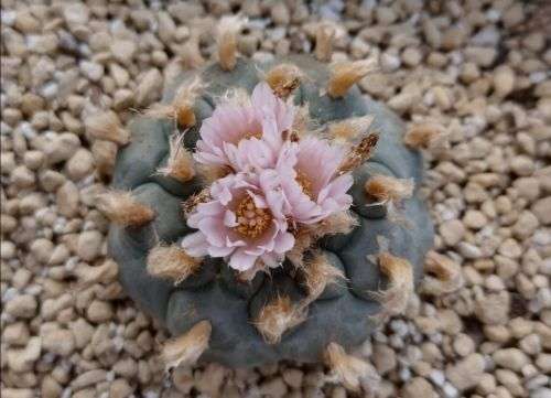 100 Fresh Lophophora williamsii seeds