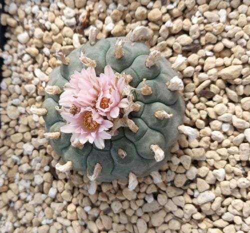 100 Fresh Lophophora williamsii seeds