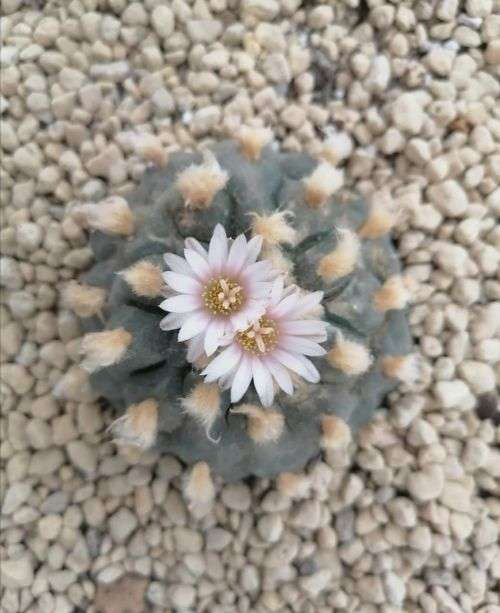 100 Fresh Lophophora williamsii seeds