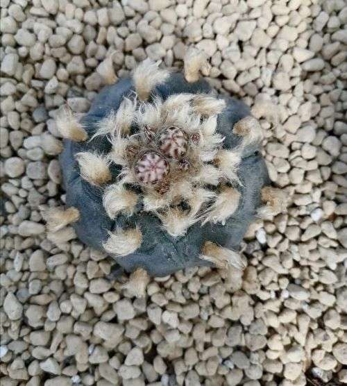 100 Fresh Lophophora williamsii seeds