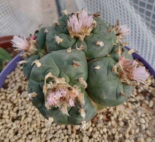 100 Fresh Lophophora williamsii seeds