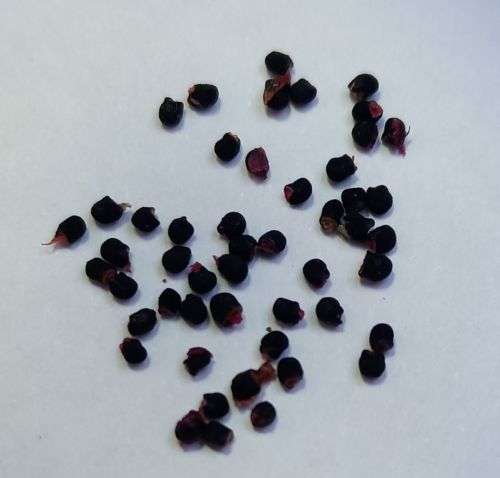 100 Fresh Lophophora williamsii seeds