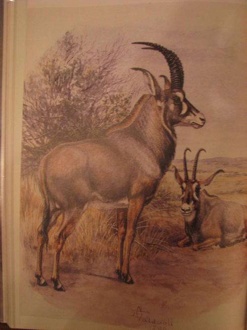 "The Conservationists and the Killers " by John Pringle