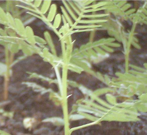 Caesalpinea - Leopard Tree, 10 Seeds