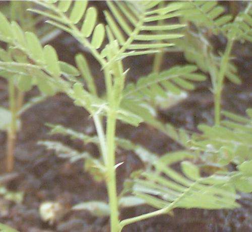 Acacia Xantoploea - Fever Tree, 10 seeds