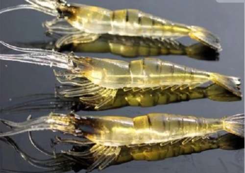 3 PCS MINNOW SHRIMP SOFT BAIT LURES