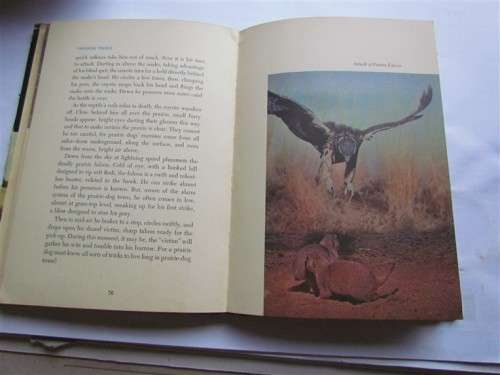 WALT DISNEY - 1955 VANISHING PRARIE - TRUE LIFE ADVENTURE
