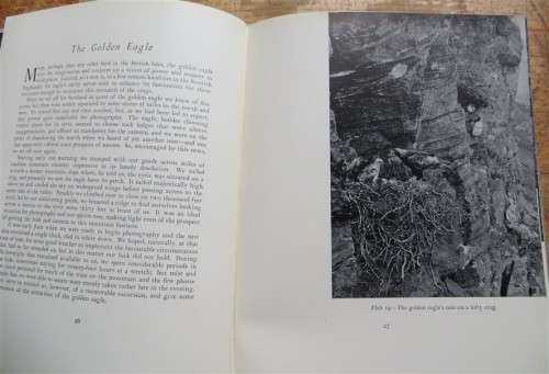 Birds of the Day - Vintage Photographs - E.J. Hosking & C.W Newberry