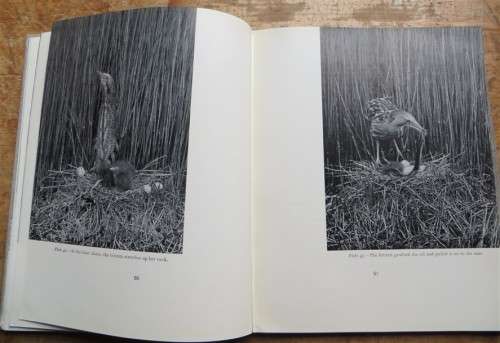 Birds of the Day - Vintage Photographs - E.J. Hosking & C.W Newberry