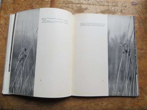 Birds of the Day - Vintage Photographs - E.J. Hosking & C.W Newberry