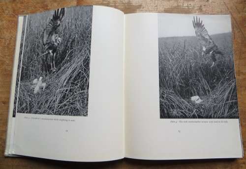 Birds of the Day - Vintage Photographs - E.J. Hosking & C.W Newberry