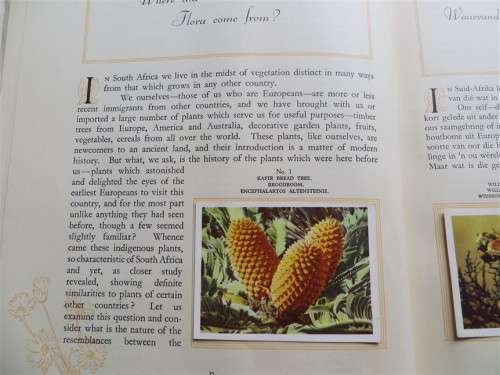 SA Flora - Cigarette Cards Album - +- 90/100 present + Butterfly Prints