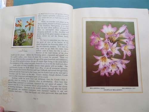 SA Flora - Cigarette Cards Album - +- 90/100 present + Butterfly Prints