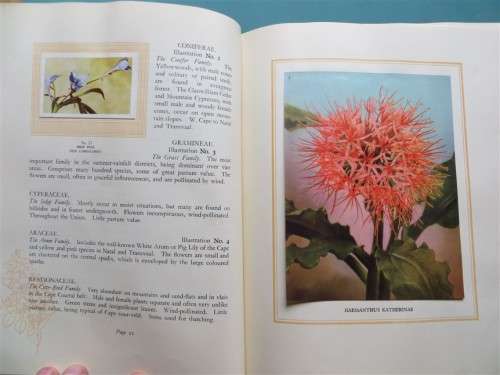 SA Flora - Cigarette Cards Album - +- 90/100 present + Butterfly Prints