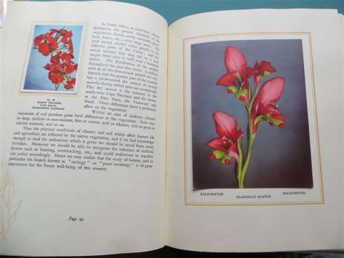 SA Flora - Cigarette Cards Album - +- 90/100 present + Butterfly Prints