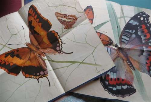 SA Flora - Cigarette Cards Album - +- 90/100 present + Butterfly Prints