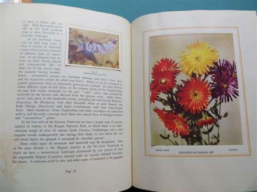 SA Flora - Cigarette Cards Album - +- 90/100 present + Butterfly Prints