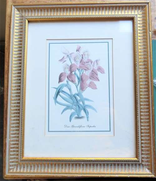 Framed Flower Print - 350mm x 425mm