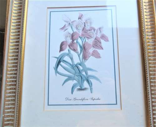Framed Flower Print - 350mm x 425mm
