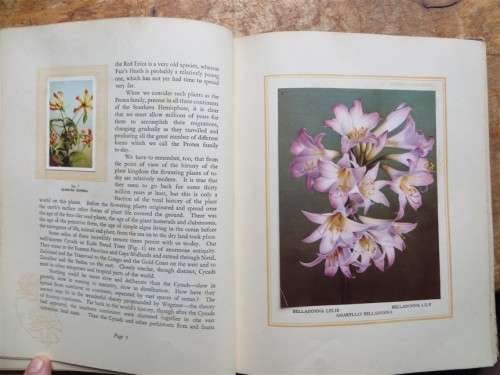 SA Flora Cigarette Card Album - 2 missing