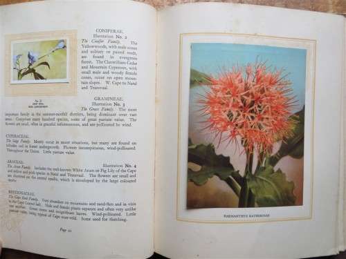 SA Flora Cigarette Card Album - 2 missing