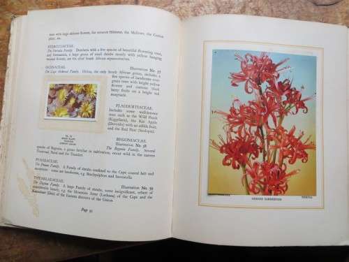 SA Flora Cigarette Card Album - 2 missing