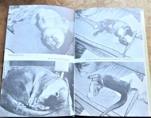Ring of Bright Water - Gavin Maxwell - Story of Otters & Man