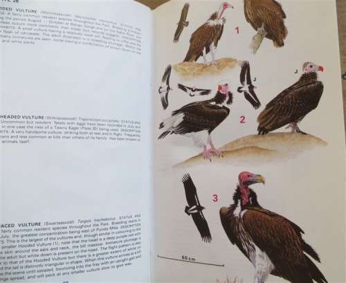 Birds : Kruger National Park - Macmillan Guide