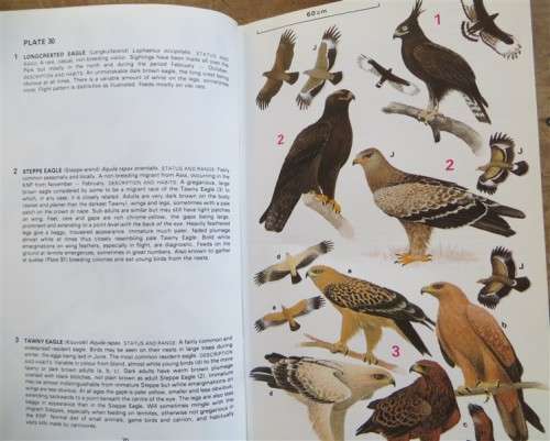 Birds : Kruger National Park - Macmillan Guide