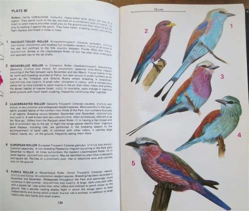Birds : Kruger National Park - Macmillan Guide