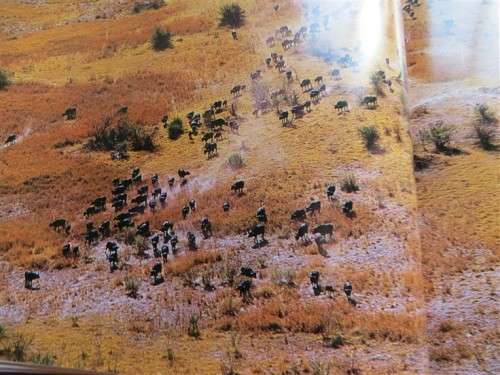 Okavango From the Air - Herman Potgieter and Clive Walker