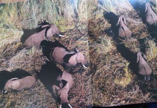 Okavango From the Air - Herman Potgieter and Clive Walker
