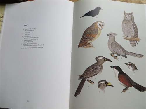 Garden Birds of Southern Africa - signed by Author Geoff Lockwood