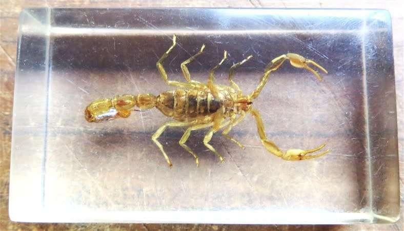 Scorpion in resin Block