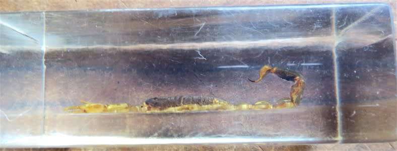 Scorpion in resin Block