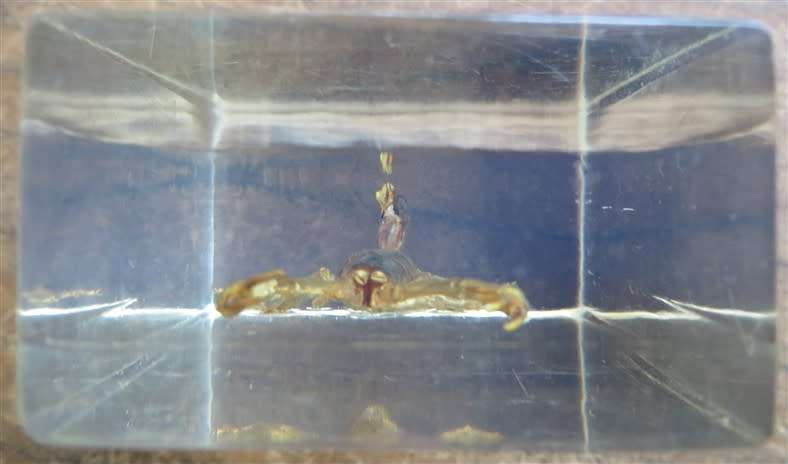 Scorpion in resin Block